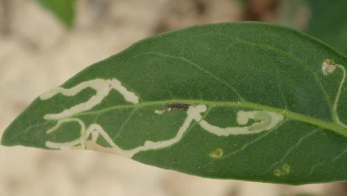 Phytomyzinae